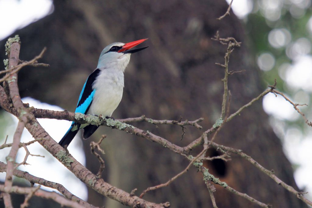 kingfisher