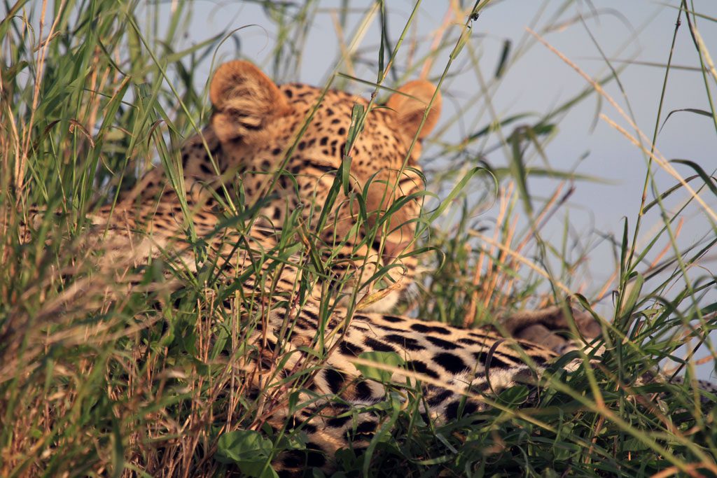leopard3