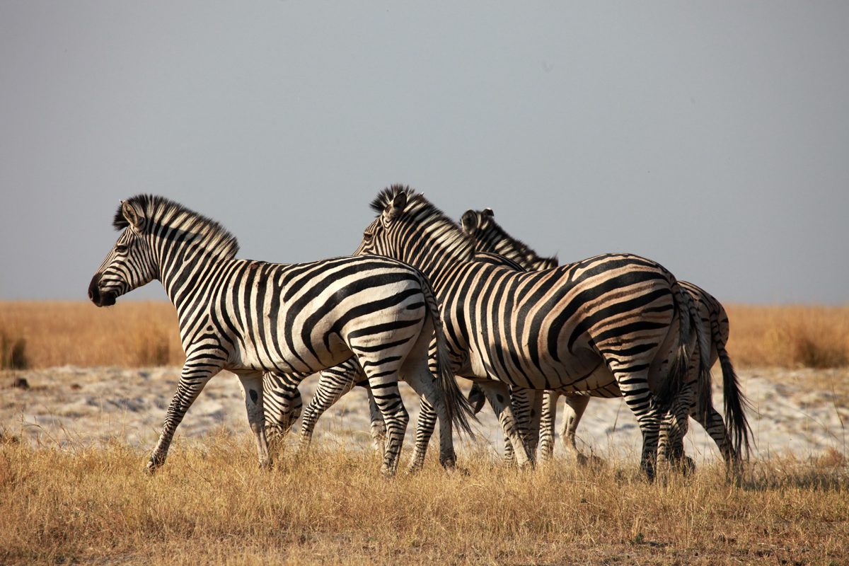 Zebre