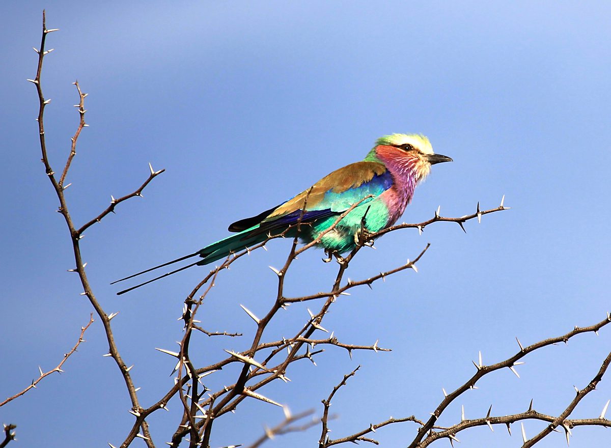 Pisani lilacbreasted-roller