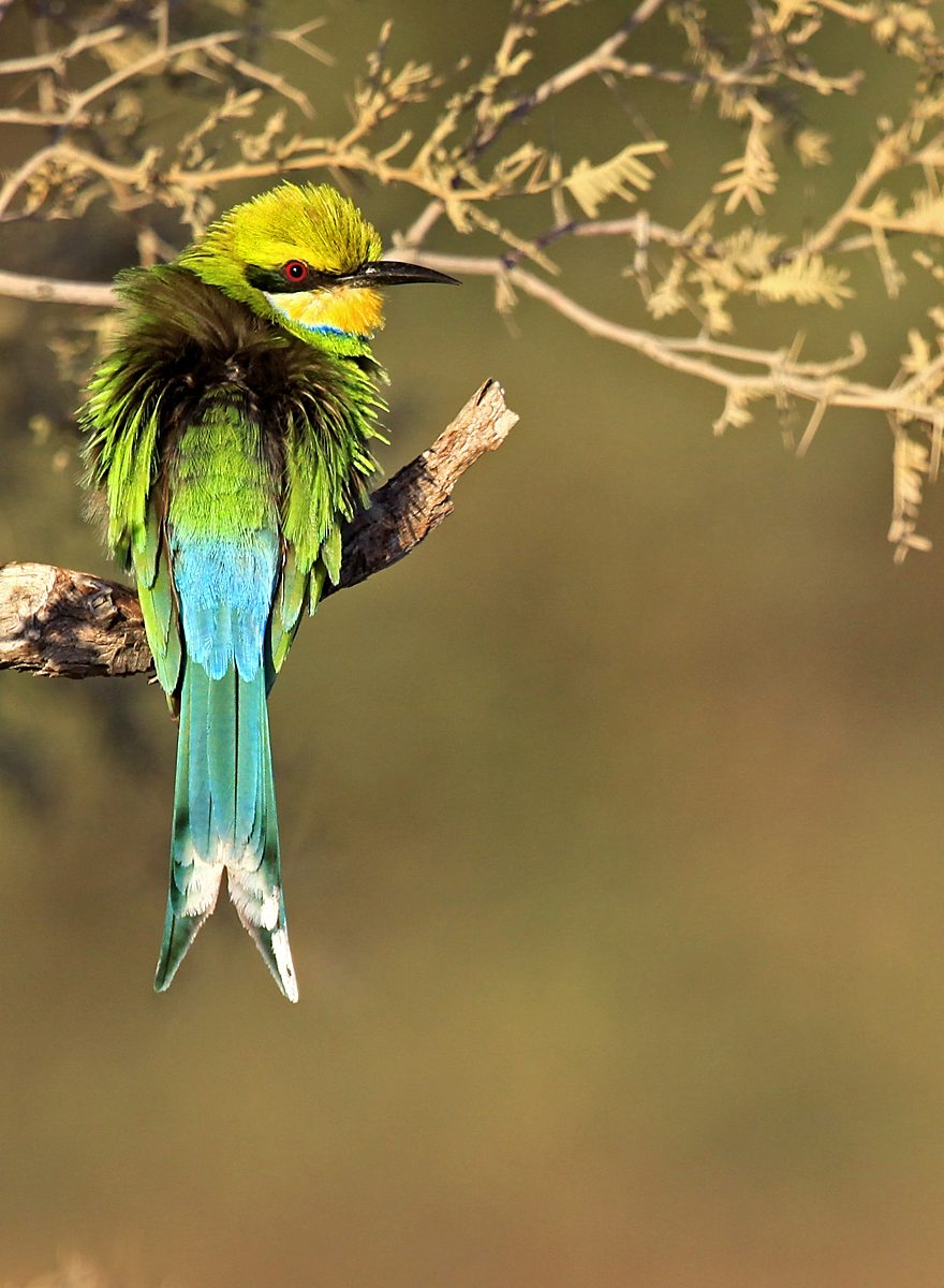 Bee-eater