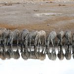 Zebre pijejo