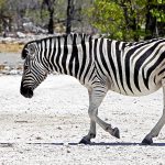 naslovnica zebra